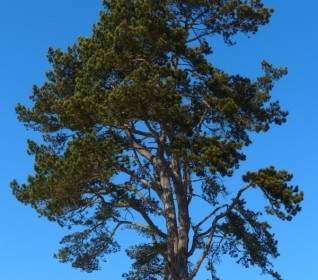 Pohon Pinus Langit