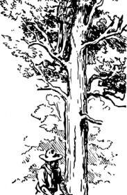 Clip Art De árbol Planta