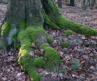 Tree Root Moss