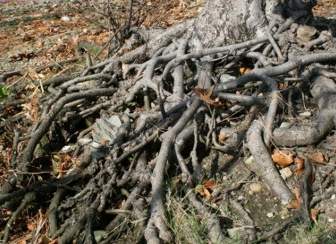 樹的根