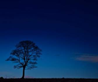 Tree Silhouette At Night