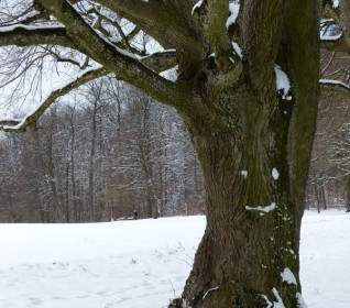 Tree Snow Snowy