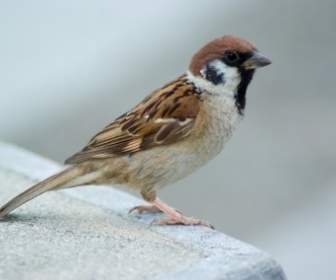 Cây Sparrow Sparrow Chim