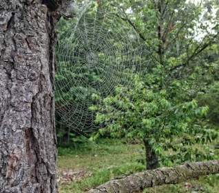 tree spider web leaves