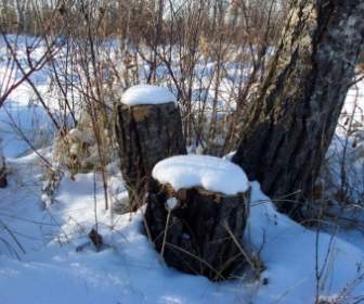 Tree Stumps In The Snow