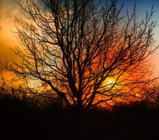 Pohon Sunset Yang Indah
