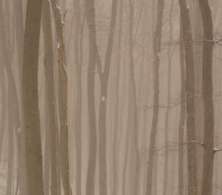 樹樹的樹幹霧
