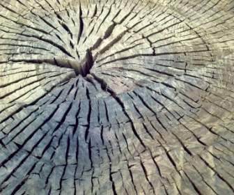 tree trunk wood