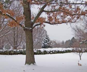 Pohon-pohon Dan Semak-semak Di Salju
