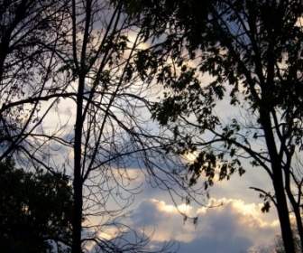 Bäume Und Wolken Bei Morgendämmerung