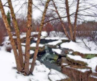 árvores E Creek Na Neve