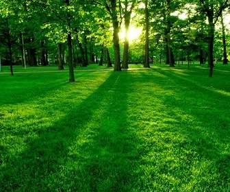 树木和草在黄昏的图片
