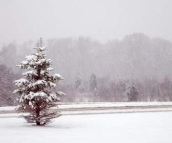 樹和路在暴風雪中