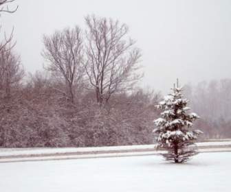ต้นไม้และถนนในพายุหิมะ