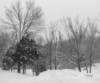 الأشجار والثلوج