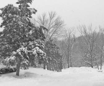 樹和雪