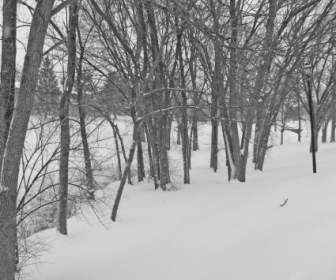 Drzewa I śnieg