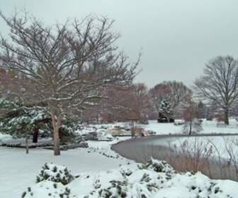 Trees Around Frozen Pond