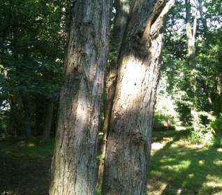Bäume Im Park