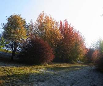 trees autumn frost