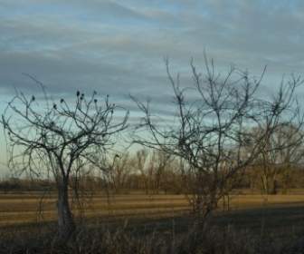 trees country rural