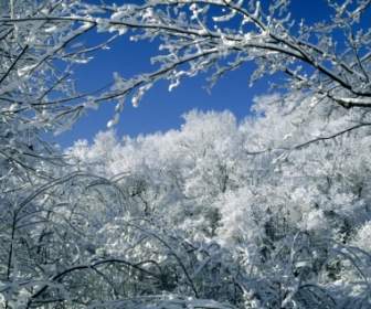 Trees Covered With Snow Wallpaper Winter Nature