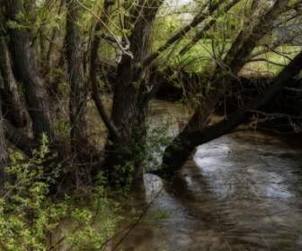 Agua De árboles Creek