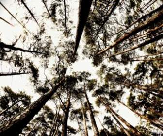 trees fisheye fish eye