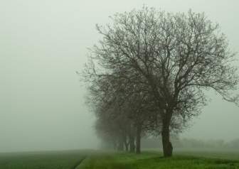 trees fog mood
