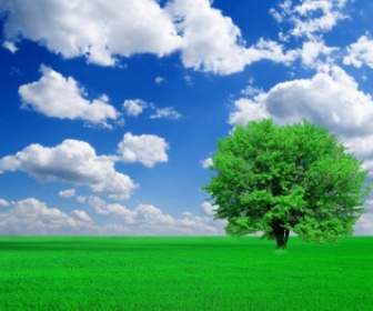 Bäume Gras, Blauer Himmel Und Hoch-Bild
