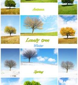 樹木的四個季節的清晰圖片