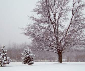 在雪中树木