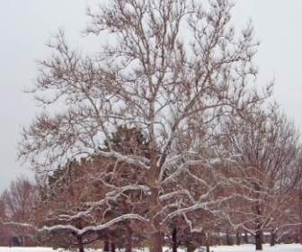 雪の中の木