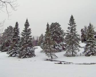 Pohon-pohon Di Salju