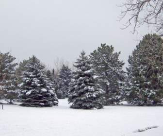 Bäume Im Schnee