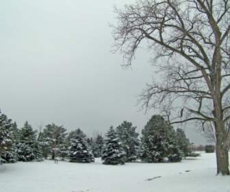 árboles En La Nieve