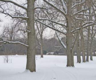 在雪中树木