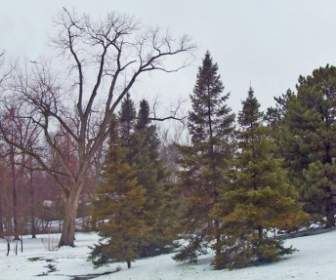 árboles En La Nieve