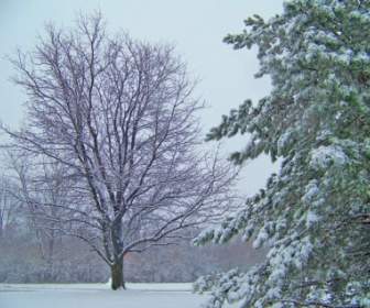 雪中樹木