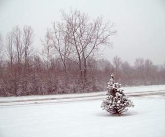 Drzewa W śniegu