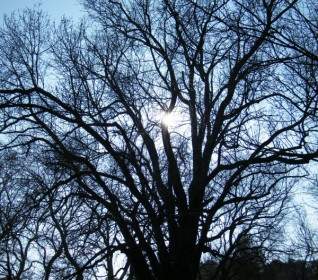 trees leaves old tree
