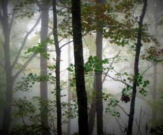 Niebla De La Mañana De árboles