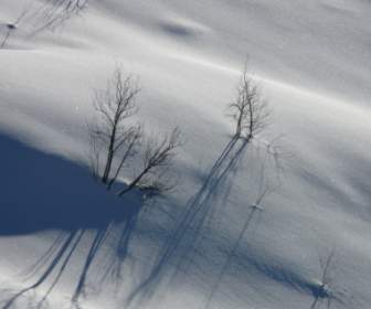 деревья снега одиноким