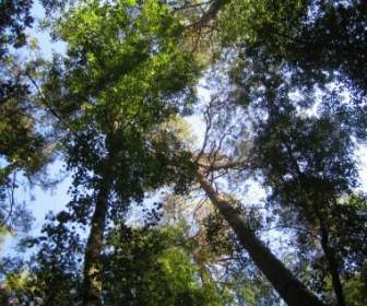 الشجرة درب طبيعة الغابات