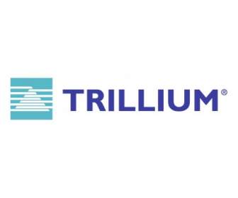 Триллиум