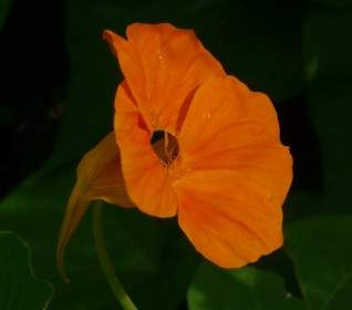 Настурция майская цветок Настурция