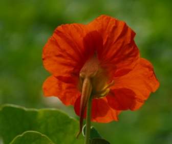 Tropaeolum Majus 꽃 오렌지