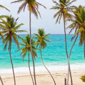 Tropischer Strand Mit Palmen