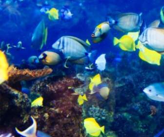 Tropische Fische Unter Wasser