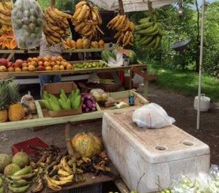 Tropical Fruit Stand